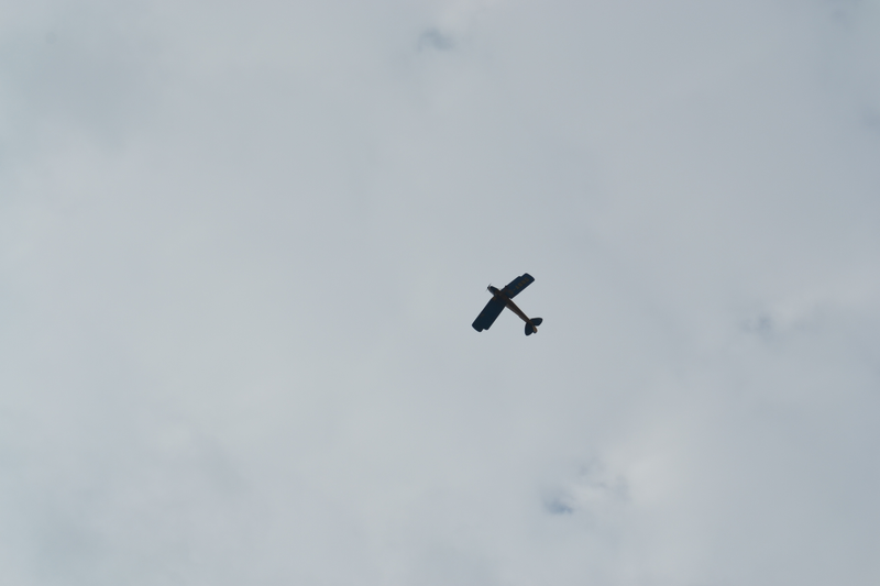 Surprise Tigermoth